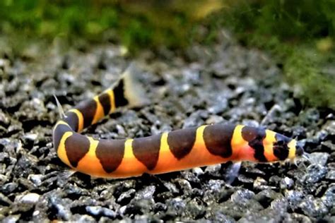 breeding kuhli loach|will kuhli loaches eat shrimp.